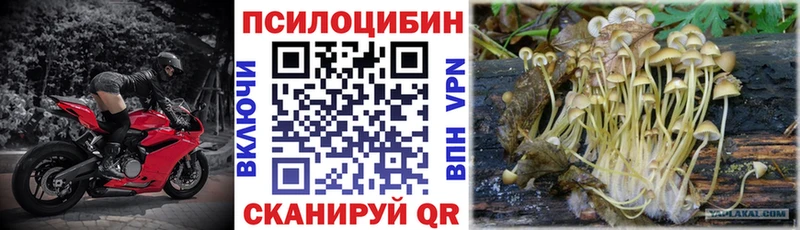 Купить где  Богородск  Псилоцибиновые грибы GOLDEN TEACHER 